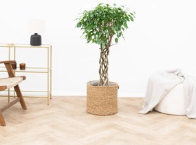 Ficus Benjamina gevlochten cilinder - 130cm