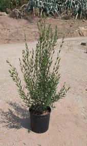 Phillyrea angustifolia - pot 18L - 125-150 cm