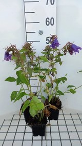 Campanula 'Kent Belle' - pot 9x9 cm -
