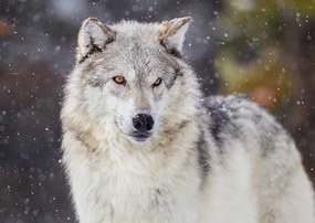 Kunstfotografie Wolf in Winter Snow, KenCanning, (40 x 30 cm)