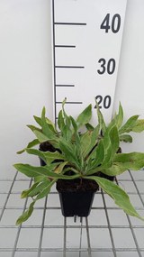 Anchusa azurea 'Loddon Royalist' - pot 9x9 cm