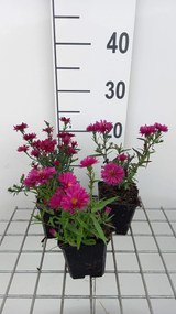 Aster novi-belgii 'Royal Ruby' - pot 9x9 cm -