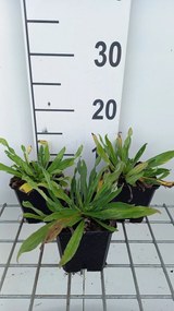 Echium vulgare - pot 9x9 cm -