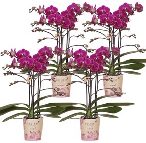 Combi deal - 4 Orchideeën