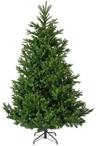 Nordmann Fir