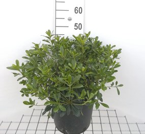 Pittosporum tobira 'Nanum' - pot 10L - 40-50 cm