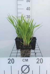 Liatris spicata 'Kobold' - pot 9x9 cm -
