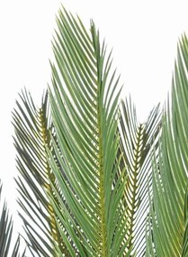 Bizzotto | Kunst cycas palm Cyca