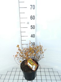 Spiraea japonica 'Golden Princess' - pot 3L - 25-30 cm
