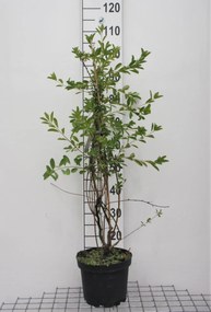 Exochorda 'The Bride' - pot - 80-100 cm