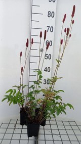Sanguisorba 'Blackthorn' - pot 9x9 cm -