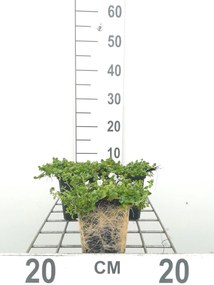 Veronica repens - pot 9x9 cm -