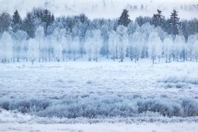 Foto Hoar frosted trees in Jackson, Wyoming,, David Clapp