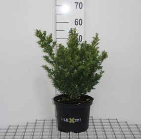 Ilex crenata 'Icoprins11' (Dark Green) - pot 5L - 40-60 cm - struik