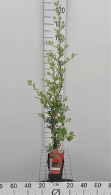 Pyracantha coccinea 'Red Column' - pot - 50-60 cm -