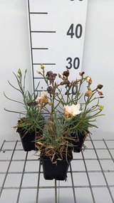 Dianthus 'Devon Cream' - pot 9x9 cm