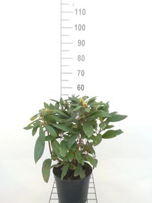 Rhododendron 'Marcel Menard' - pot - 40-50 cm