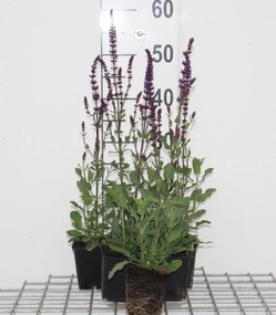Salvia nemorosa 'Caradonna' - Bossalie - pot 9x9 cm -