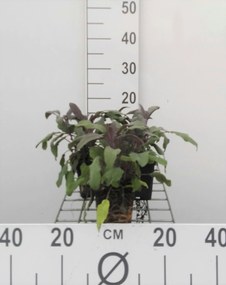 Rode salie, paarse salie - pot 9x9 cm (Salvia officinalis 'Purpurascens') -