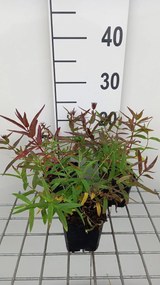 Lythrum salicaria 'Zigeunerblut' - pot 9x9 cm