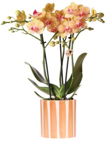 Orchidee (Phalaenopsis) inclusief pot 'Painted Stripe'
