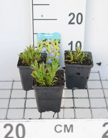 Mimulus ringens - pot 9x9 cm