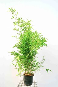 Phyllostachys bissetii - pot 10L - 125-150 cm