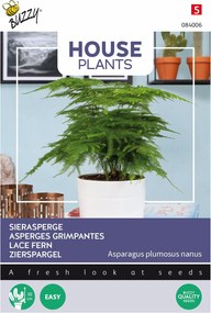 Buzzy® Kamerplant - Sierasperge zaden - Plumosus nanus