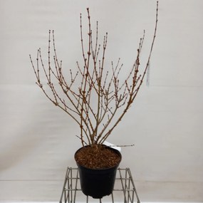 Forsythia x intermedia 'Spectabilis' - pot 10L - 80-100 cm