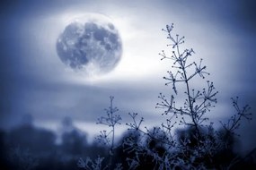 Foto Winter night mystical scenery. Full moon, Elena Kurkutova