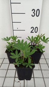 Lupinus 'The Chatelaine' - pot 9x9 cm