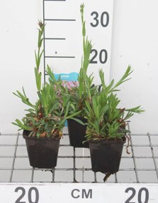 Lychnis flos-cuculi - pot 9x9 cm -