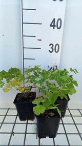 Thalictrum aquilegifolium - pot 9x9 cm -