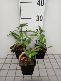 Echinacea 'APECSSIWH' (Sunseekers White) - pot 9x9 cm