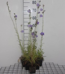 Campanula persicifolia 'Grandiflora Coerulea' - pot 9x9 cm -