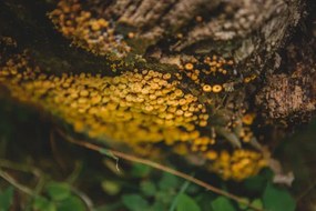 Foto Tiny mushroom fungus, Annie Otzen, (40 x 26.7 cm)