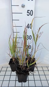 Panicum virgatum 'Strictum' - pot 9x9 cm
