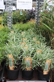 Pleioblastus variegatus - pot 2L