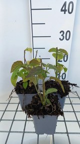 Salvia guaranitica'Black and Blue'- pot 9x9 cm -