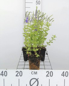 Veronica austriaca 'Knallblau' - pot 9x9 cm