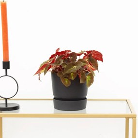 Begonia Rex Montuno - 25cm