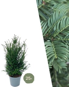Taxus planten voor 10 meter strekkende haag - 100cm