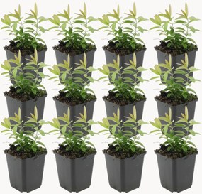 Planten Sint-Janskruid Hypericum Calycinum, 12-delig