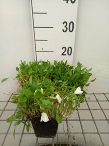 Nierembergia repens - pot 9x9 cm