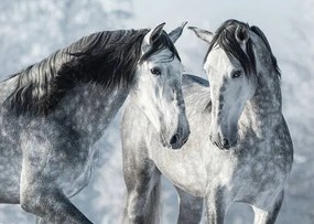 Foto Portrait of two spanish grey stallions, Abramova_Kseniya, (40 x 30 cm)