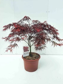 Acer palmatum 'Garnet' - pot 15L - 60-80 cm