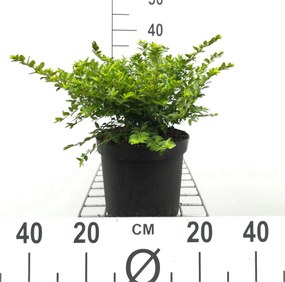 Lonicera nitida 'Maigrün' - pot 3L - 40-50 cm -