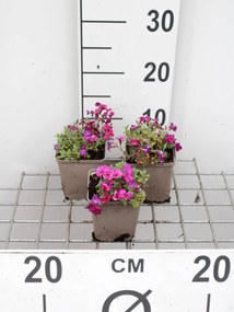 Aubrieta 'Cascade Purple' - pot 9x9 cm -