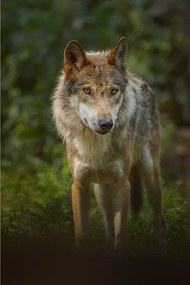 Foto European Gray Wolf, Canis lupus lupus, Raimund Linke, (26.7 x 40 cm)