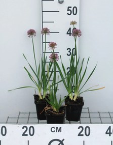 Allium 'Millennium' - pot 9x9 cm -